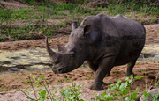 3rd Jun 2014 - Rhino