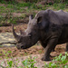 Rhino by salza