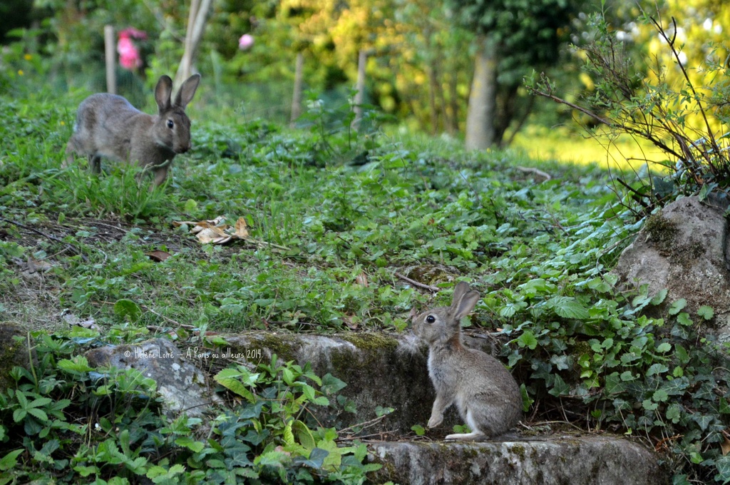 Young rabbits week 2 by parisouailleurs