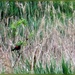 A red-winged-blackbird by bruni