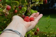 14th Jun 2014 - Fresh raspberries from the garden!