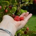 Fresh raspberries from the garden! by parisouailleurs