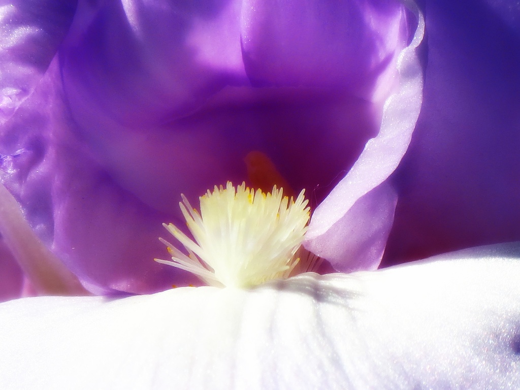 Iriscape by juliedduncan