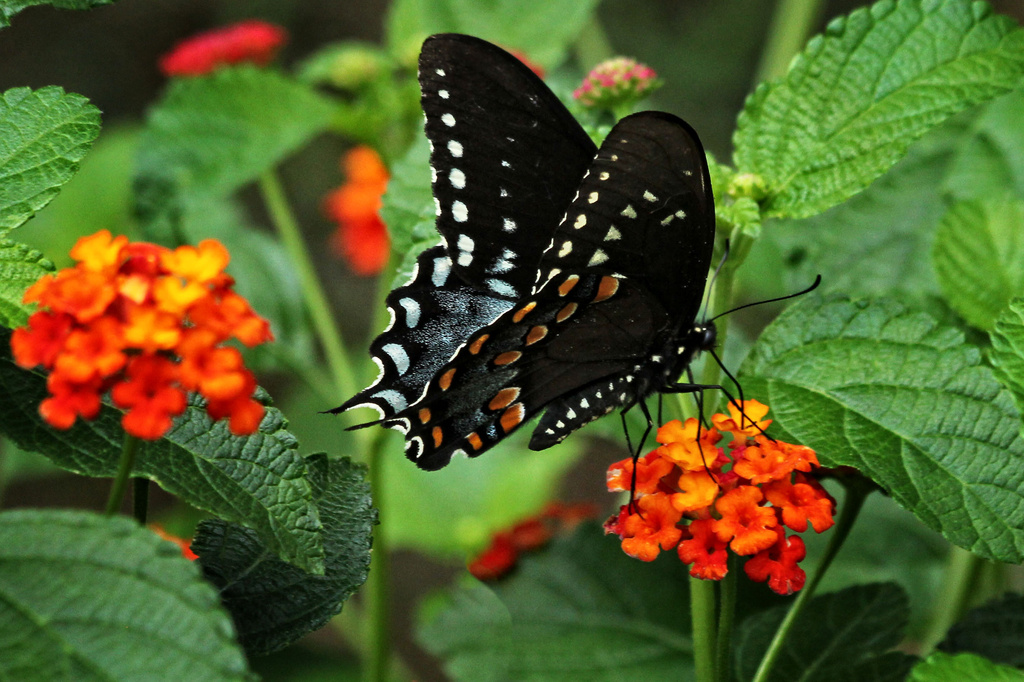 Can't Beat a Swallowtail to Make Your Day by milaniet