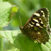 Speckled Wood 2 by janturnbull