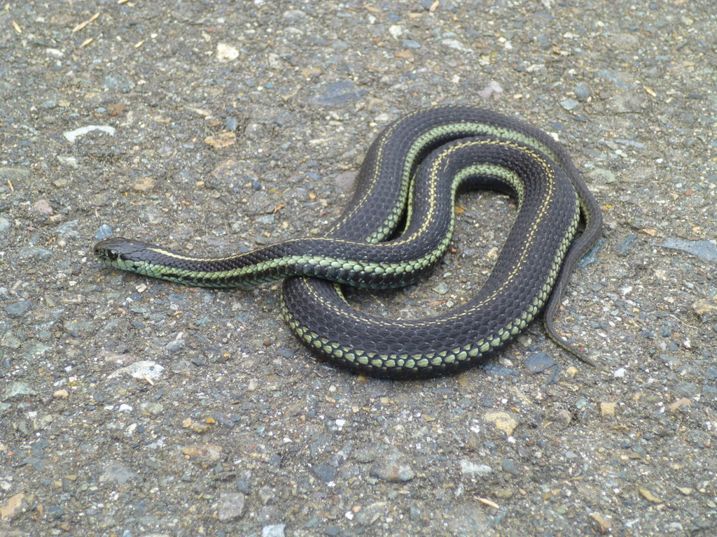 Snake On The Sidewalk by stephomy