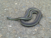 14th Jun 2014 - Snake On The Sidewalk