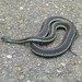 Snake On The Sidewalk by stephomy