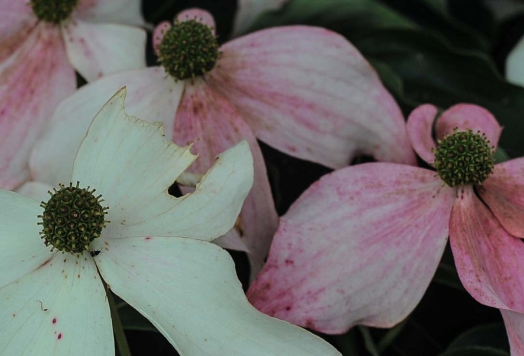 Fading Dogwood by loweygrace