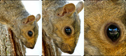 14th Jun 2014 - Reflections in a Squirrelly Eye