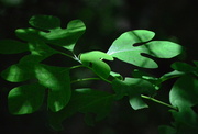 14th Jun 2014 - Lobes and Shadows