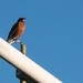 Bird on a wire by clemm17
