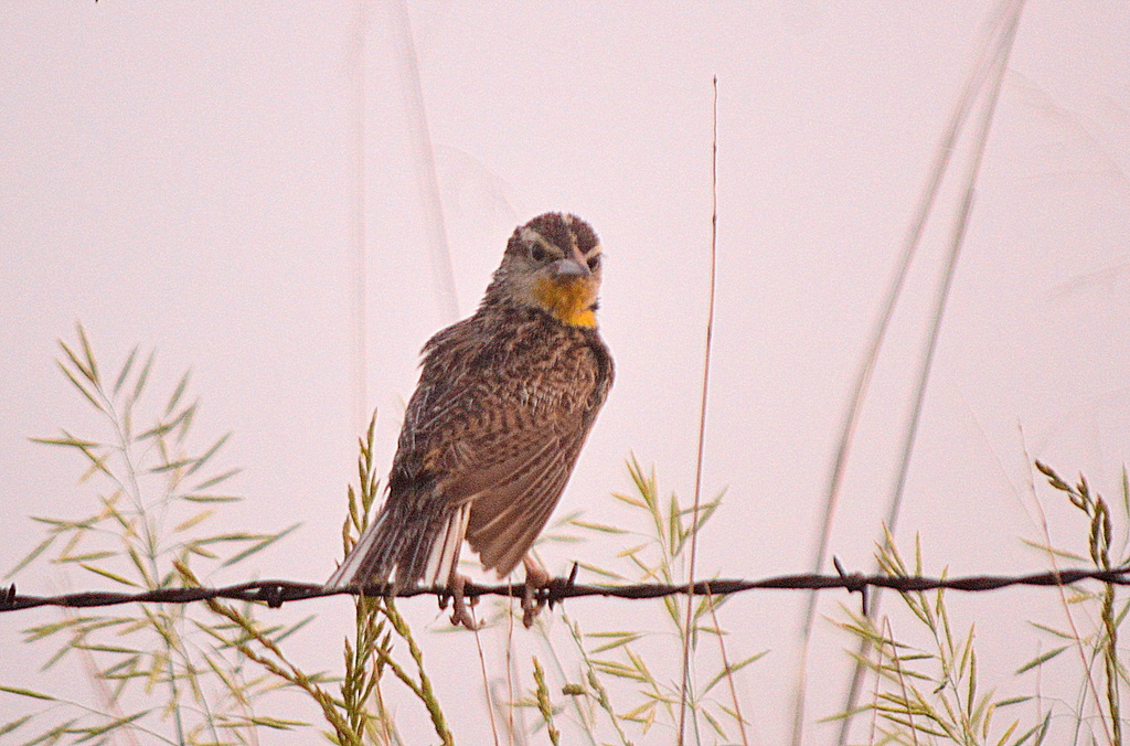 Hello, Meadowlark by kareenking