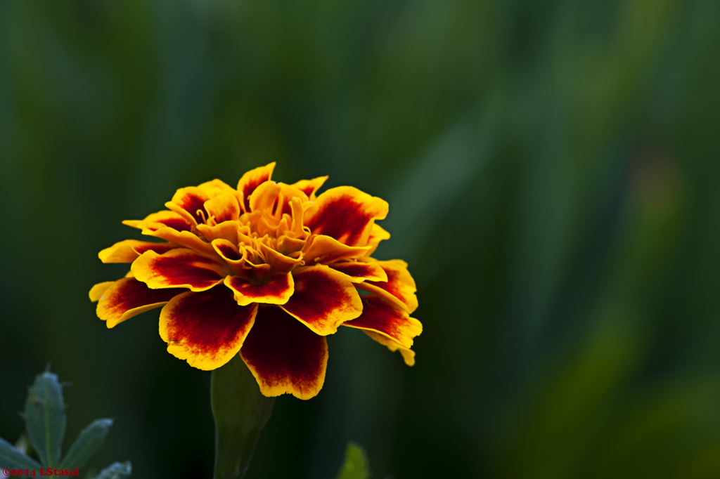 French Marigold by lstasel