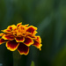 French Marigold by lstasel