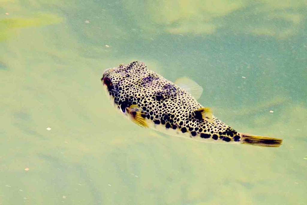 toadfish by corymbia