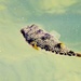 toadfish by corymbia