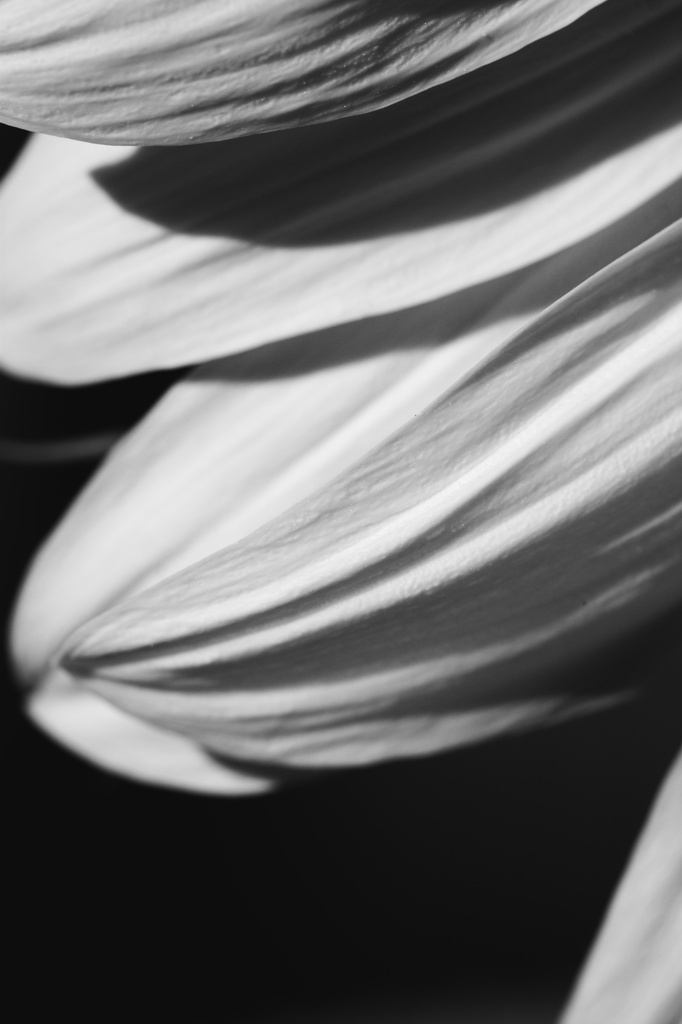 bw petals by blueberry1222
