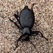 Darkling Beetle by harbie