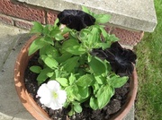 12th Jun 2014 - Black velvet petunias