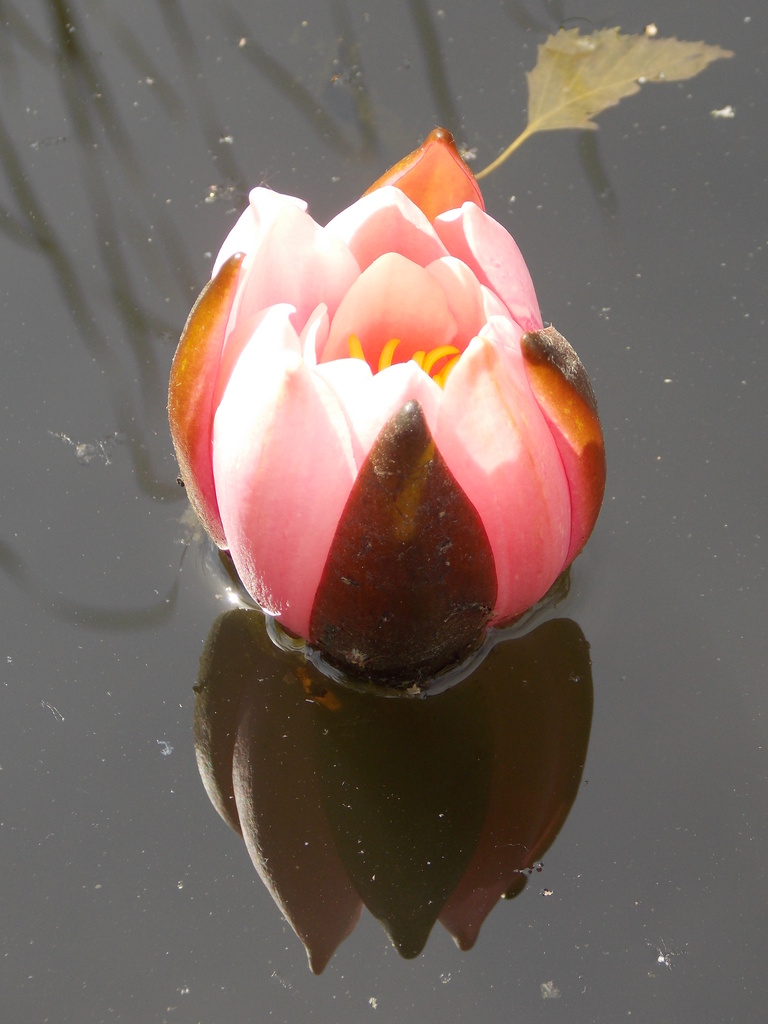First water lily  by fortong
