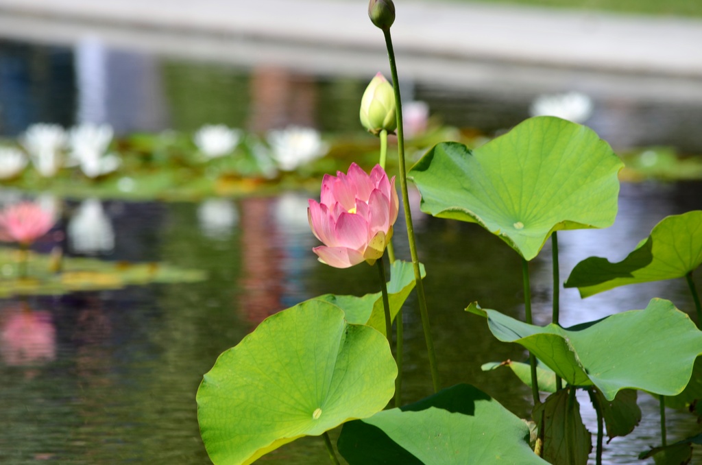 Lotus in Bloom by mariaostrowski