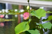 13th Jun 2014 - Lotus in Bloom