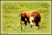 15th Jun 2014 - How Now, Brown Cow