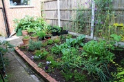 14th Jun 2014 - How my garden has grown