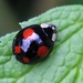 Reflections on a Ladybird by oldjosh