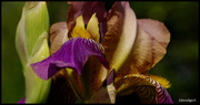 15th Jun 2014 - Purple Iris