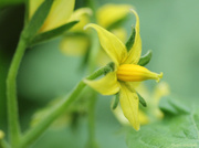 5th Jun 2014 - A Solanum species flower…