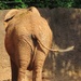 Happy Elephant by margonaut