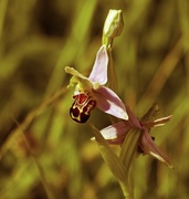 15th Jun 2014 - 15th June 2014 - Bee orchid