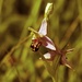 15th June 2014 - Bee orchid by pamknowler