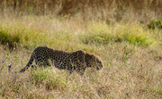 4th Jun 2014 - Leopard