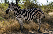 4th Jun 2014 - Zebra
