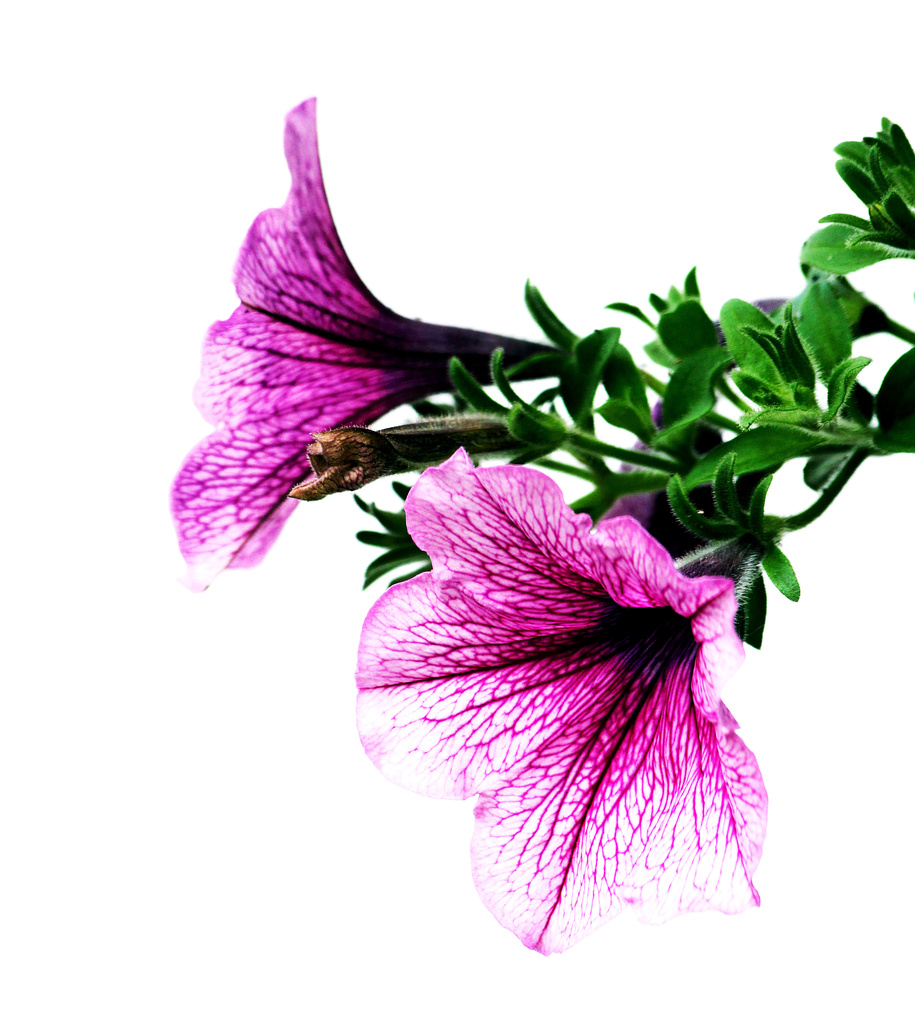Petunia by phil_howcroft