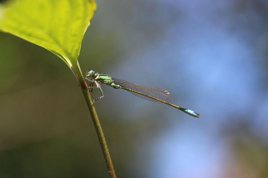Odonata (Libel , Dragonfly) by pyrrhula