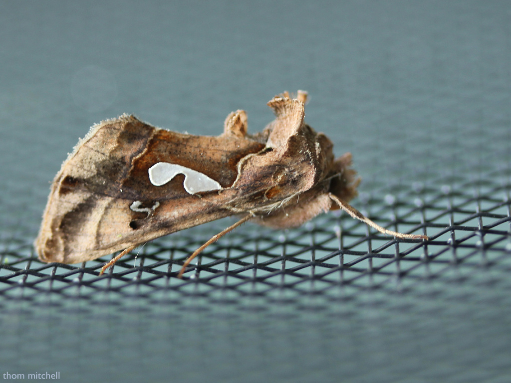 Bilobed Looper Moth by rhoing