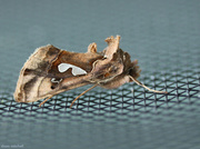 7th Jun 2014 - Bilobed Looper Moth
