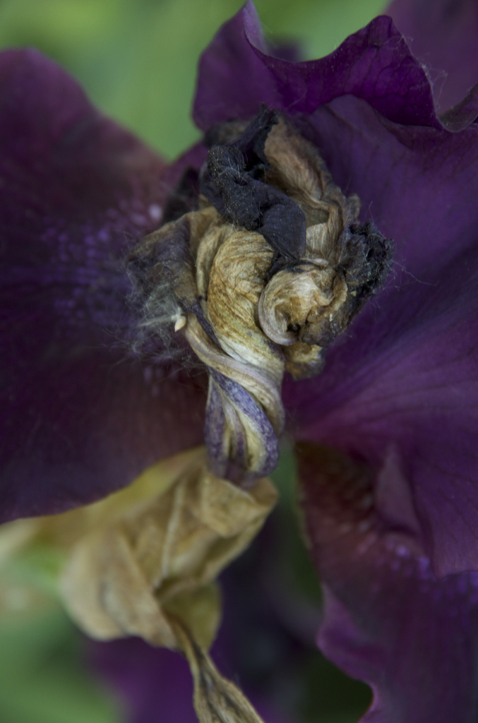 Iris at the end SOOC by houser934