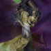 Iris at the end SOOC by houser934