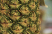 11th Jun 2014 - Out of focus pineapple