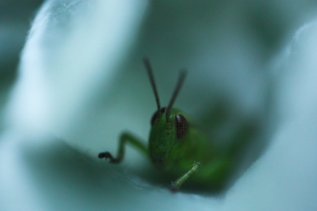 Goodnight Grasshopper by mzzhope