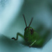 Goodnight Grasshopper by mzzhope