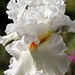 White Bearded Iris by harbie
