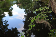 16th Jun 2014 - Sky reflections in the lake at Magnolia Gardens, Charleston, SC