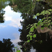 Sky reflections in the lake at Magnolia Gardens, Charleston, SC by congaree