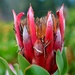Perfect Proteas - Day 4 of 4 THE END! by gigiflower